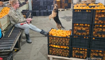 &laquo;Жуйте мусор, смеётся мафия&raquo;. Как подделывают абхазские мандарины в России