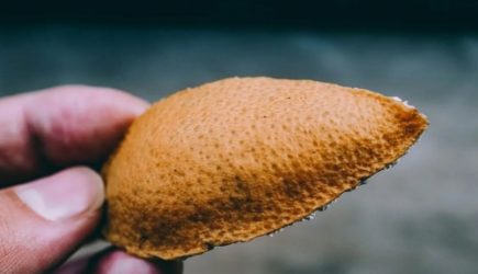 Моль и муравьи будут только у соседей &mdash; оставьте 5-6 корок от съеденных мандаринов