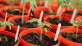 Для богатого урожая: когда и как сеять помидоры на рассаду
