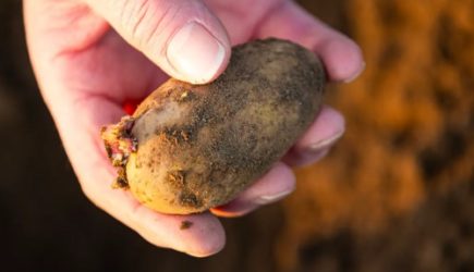 Выбросить или приготовить &mdash; агроном ответила, можно ли есть проросший картофель