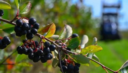 Ешьте ее 4 недели &mdash; полифенолы в составе этой дешевой ягоды творят чудеса