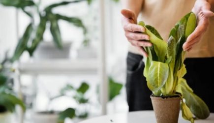 Зачем закапывать гвозди в цветочные горшки: сразу решите наболевшую проблему &mdash; не придется тратить деньги