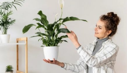 Что делать с комнатными цветами, если надо уехать в отпуск: простое решение &mdash; не придется оставлять ключ соседям