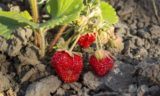 Как уберечь ягоды клубники от серой гнили: топ-5 правил
