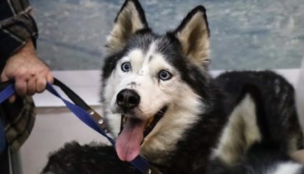 Как животные чувствуют ураганы через ультра низкие частоты