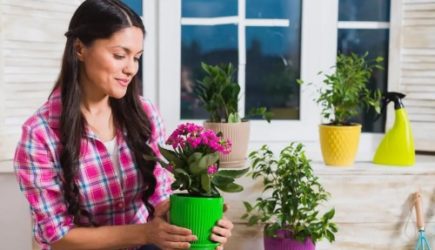 Умрут прямо на глазах: чем нельзя поливать комнатные цветы &mdash; список