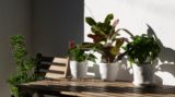 Как правильно пересаживать комнатные цветы