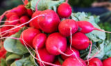 Стали известны полезные свойства редиса