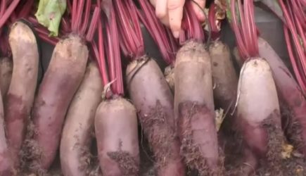 Как при помощи соли вырастить сладкую свеклу: всего одна ложка, а такой потрясающий эффект