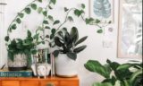 Растения-вампиры: какие популярные домашние цветы день за днём убивают здоровье