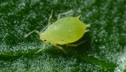 Врач Юнкерова назвала опасные последствия укуса клеща