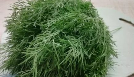 Отвар укропа: натуральное средство для здоровья и красоты