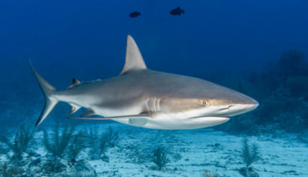 Акула напала на российского туриста на элитном курорте Мальдив &mdash; фото