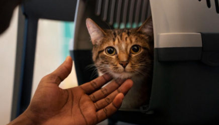 &laquo;Теперь не багаж&raquo;: авиакомпания одобрила перевозку животных в салоне