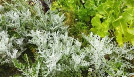 Каких запахов боятся тараканы: не все хозяйки знают &amp;#8212; полезные хитрости