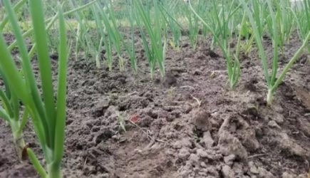 Как опытные дачники используют кефир: не все об этом знают