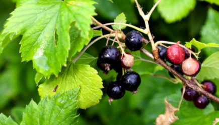 Всегда посыпаем смородину содой весной — получаем удвоенный урожай