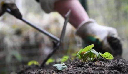 Россиян предупредили о штрафах за сорняки на дачном участке