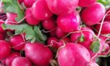 Кому редиска будет на пользу, а кому не стоит увлекаться