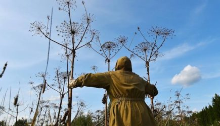 Россиянам назвали лучшие методы борьбы с борщевиком