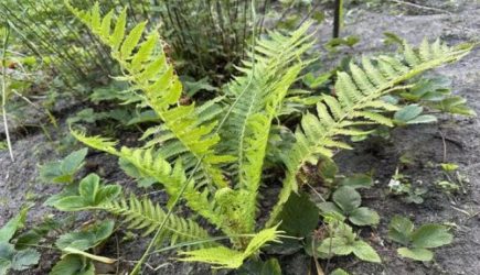 Дачники, опомнитесь: никогда не сажайте это растение возле дома &ndash; нашествие клещей гарантировано