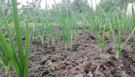 Как использовать на даче дрожжи: что об этом нужно знать