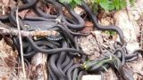 Россиянин обнаружил гигантский клубок змей