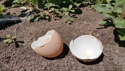 В огороде и скорлупа пригодится: как правильно ее использовать – популярные ошибки огородников