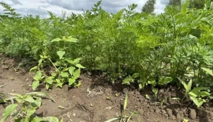 Зачем втыкать еловые ветки вокруг моркови: интересная дачная хитрость