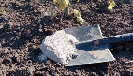 Две ошибки, превращающие золу в яд для растений: дачникам не стоит так делать