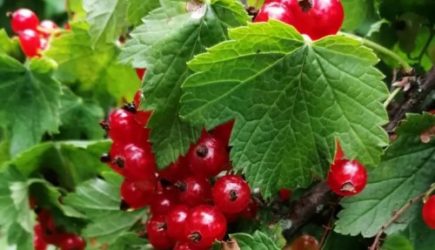 Как вырастить вкусную смородину: поможет это суперсредство