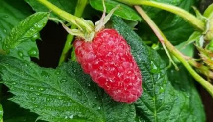 Как справиться с тлей: 3 народных средства — не все дачники знают