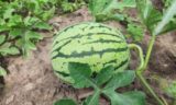Как вырастить крупные арбузы на даче: раскрыты 3 главных правила