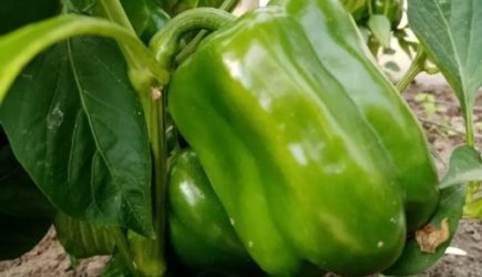 Чем хитрые дачники подкармливают перец в начале лета: вырастает крупным и вкусным — интересная хитрость