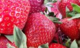 Если клубника выглядит так, не берите:  как выбрать сладкие ягоды на рынке