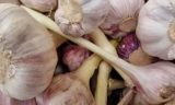 Этот прием поможет увеличить размер головок чеснока в несколько раз: об этом не расскажет сосед по даче