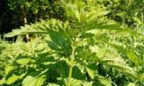 Как с помощью крапивы повысить урожайность капусты и пасленовых: не все об этом знают &#8212; полезные хитрости