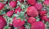 Как замораживать клубнику на зиму: ошибки хозяек, из-за которых ягоды теряют форму