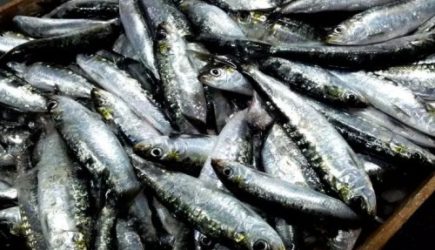 Школьник из тихого городка установил новый рыболовный рекорд: история упорства и удачи