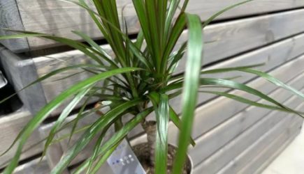 Зачем класть лавровый лист в горшок с цветами: хитрость, о которой многие не знают