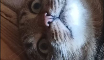 Кот Дурачок спасает раненого птенца