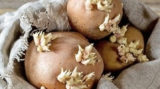 Новое богатство: почему отростки старого картофеля дороже золота
