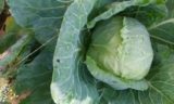 Что делать с капустой, чтобы она не трескалась: советы опытных огородников