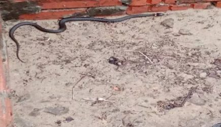 Что делать при укусе змеи: не верьте фильмам &ndash; яд отсасывать не нужно