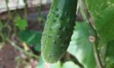 Как заставить огурцы плодоносить до морозов: 5 советов