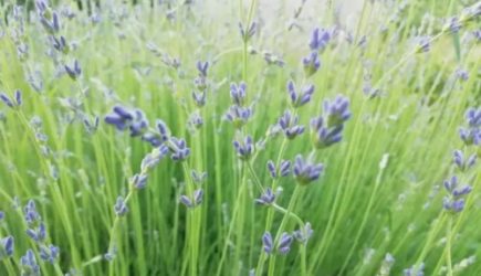 Как справиться с комарами: названы самые эффективные методики