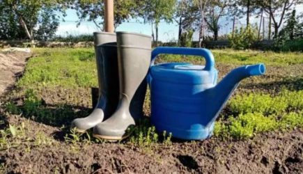 Какие растения можно поливать холодной водой, а какие — нет: дачникам на заметку