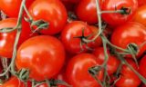 Сколько в день можно есть помидоров: ошибается каждый второй