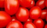 Есть много помидоров: что будет с организмом – названа дневная норма