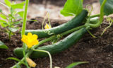 Желтеют листья на огурцах? Сделайте так и продлите плодоношение – всего 2 ингредиента
